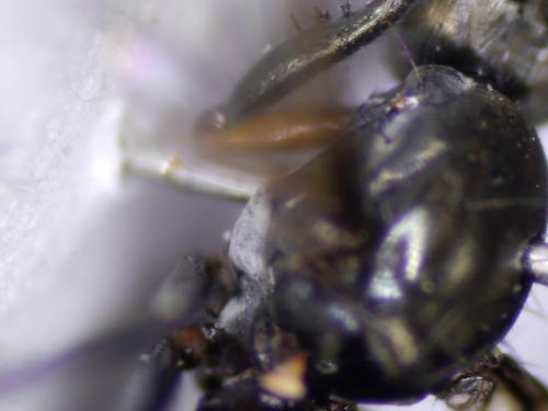 Sepsis fulgens